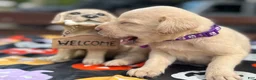 Labrador Retriever dogs for sale: Labrador Retriever 1 - Ad 18