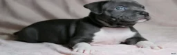 American Bully dogs for sale: Sindell - Ad 3