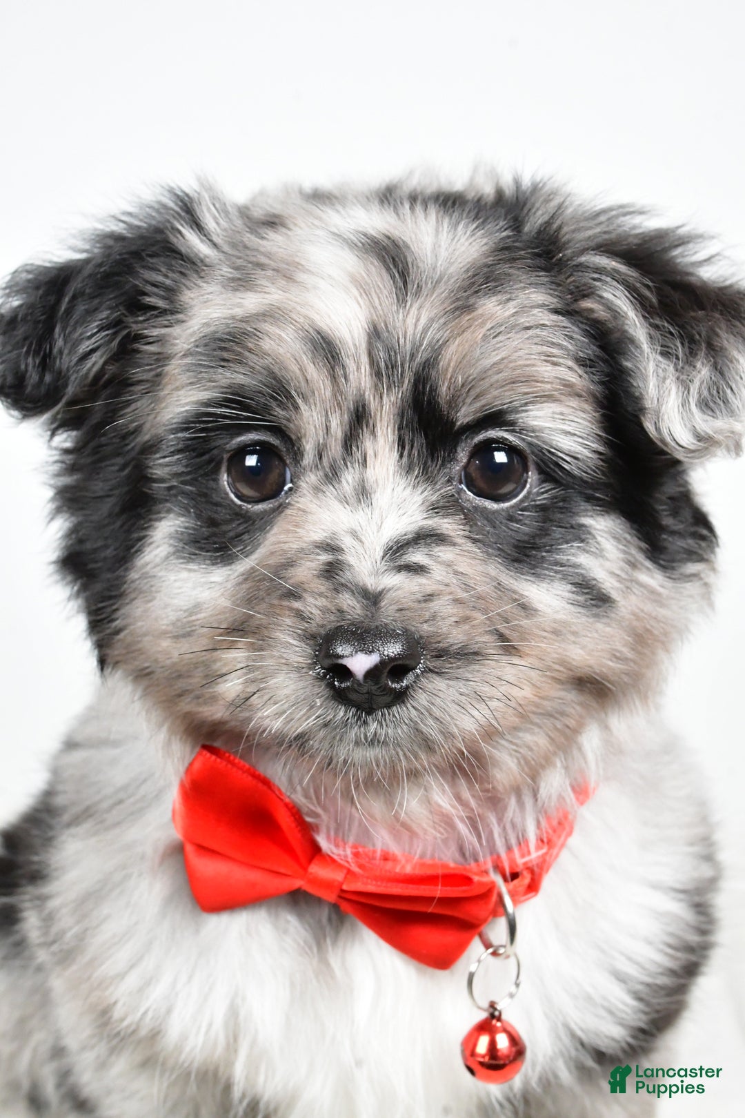 Mini Aussiedoodle dogs for sale: Blace - Ad 6