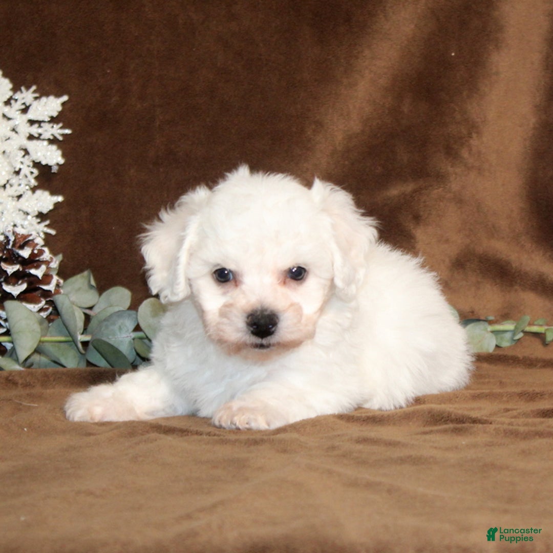 Bichon Frise dogs for sale: Truffles - Ad 4