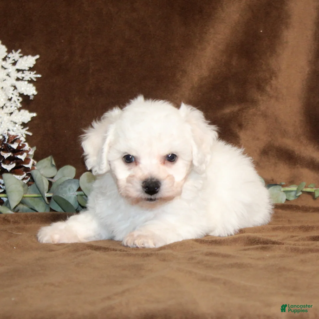 Bichon Frise dogs for sale: Truffles - Ad 4
