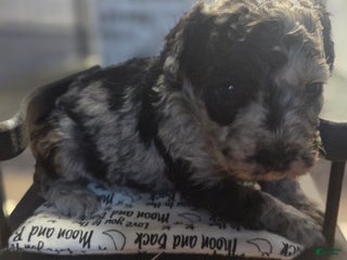 Toy Poodle dogs - Ad 31