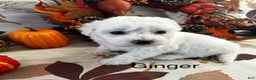 Bichon Frise dogs for sale: Bichon Frise Puppy 1 - Ad 3