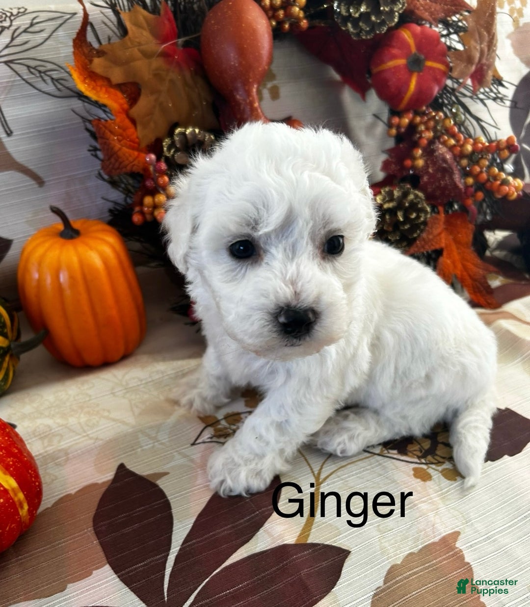 Bichon Frise dogs for sale: Bichon Frise Puppy 1 - Ad 3