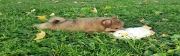 Pomeranian dogs for sale: Jewel  - Ad 9