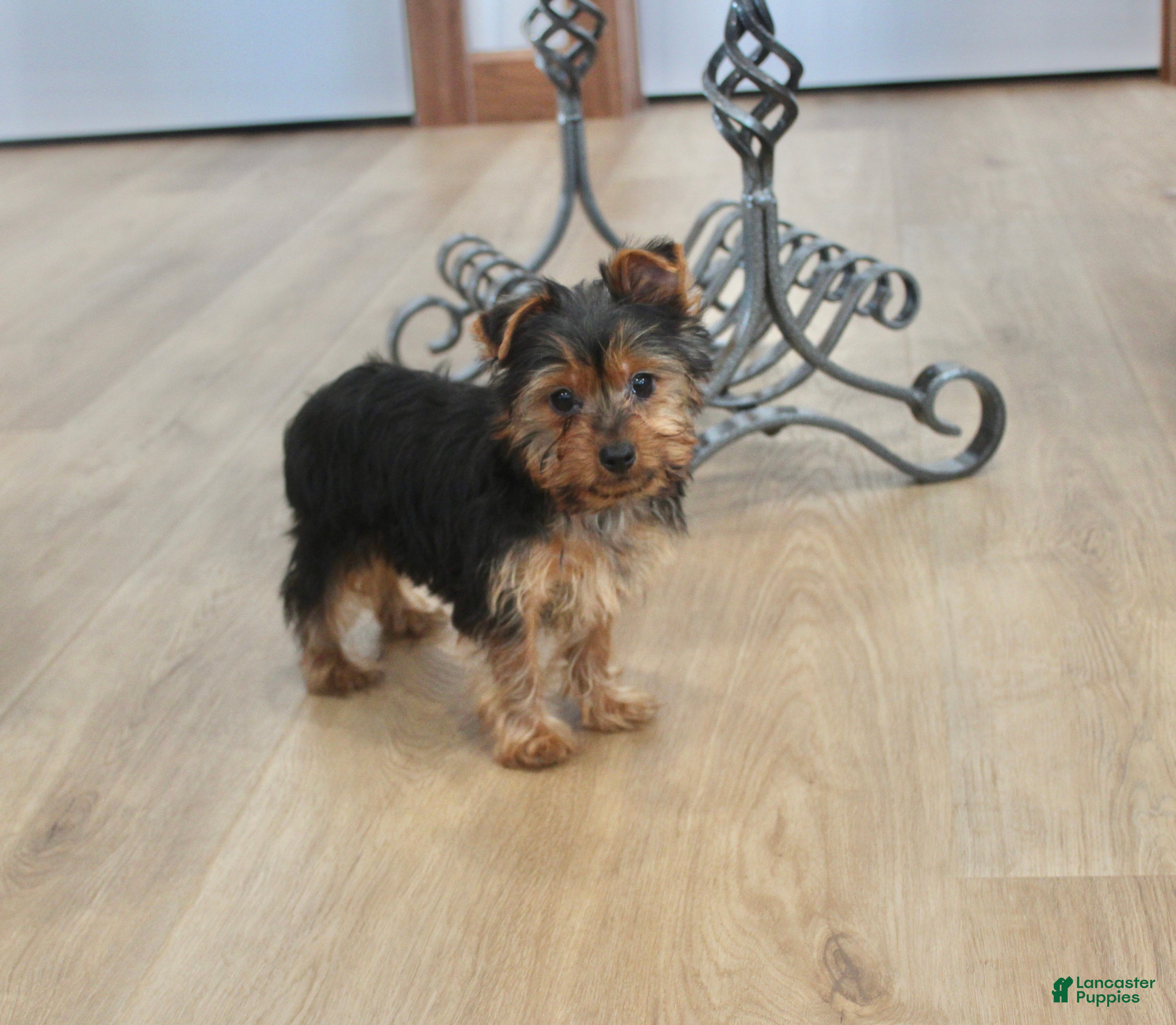 Yorkshire Terrier dogs Peaches - Ad 2