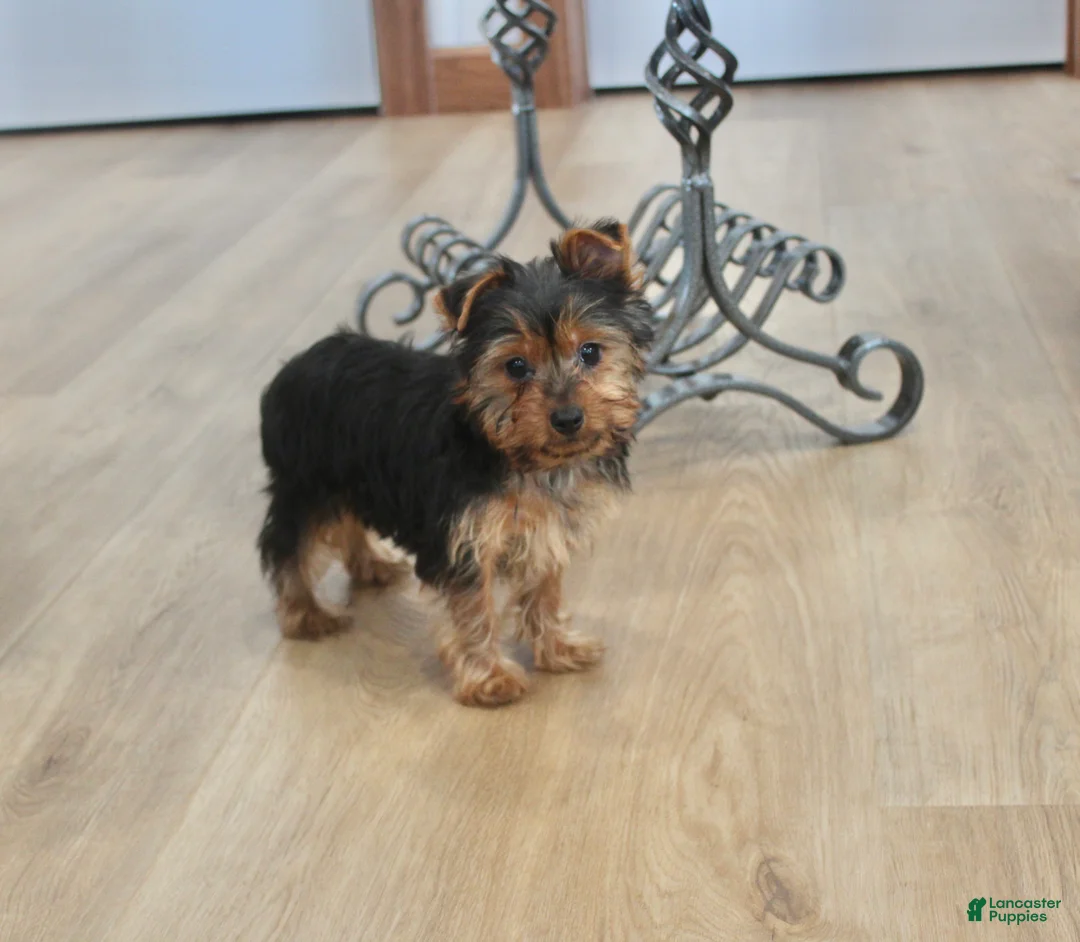 Yorkshire Terrier dogs for sale: Peaches - Ad 2