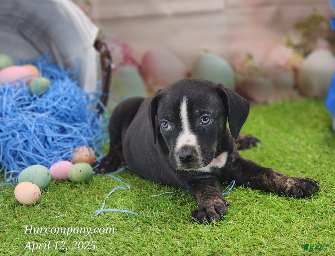 Catahoula Leopard Dog dogs for sale: Juliet 2025 Male 4 - Ad 7
