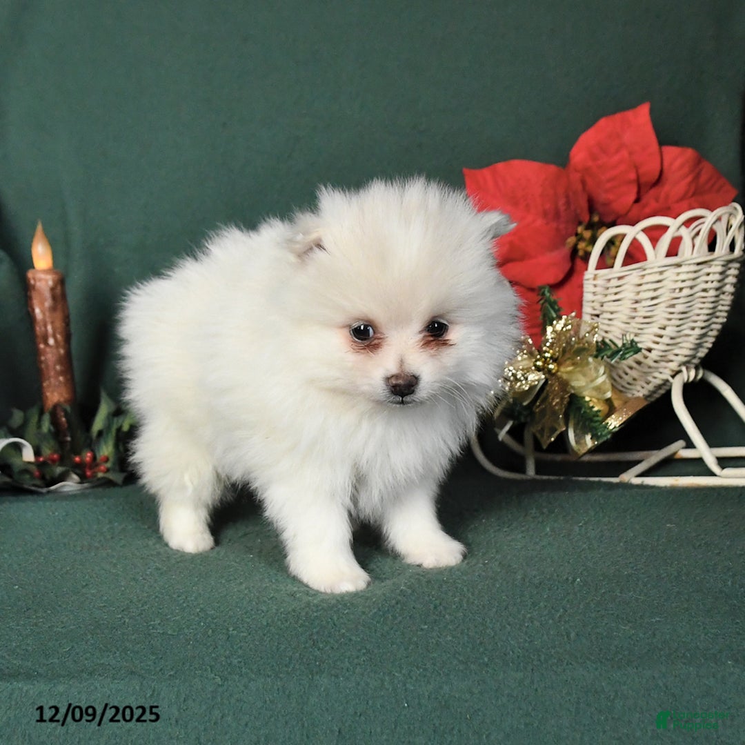 Pomeranian dogs for sale: Rosa  - Ad 3