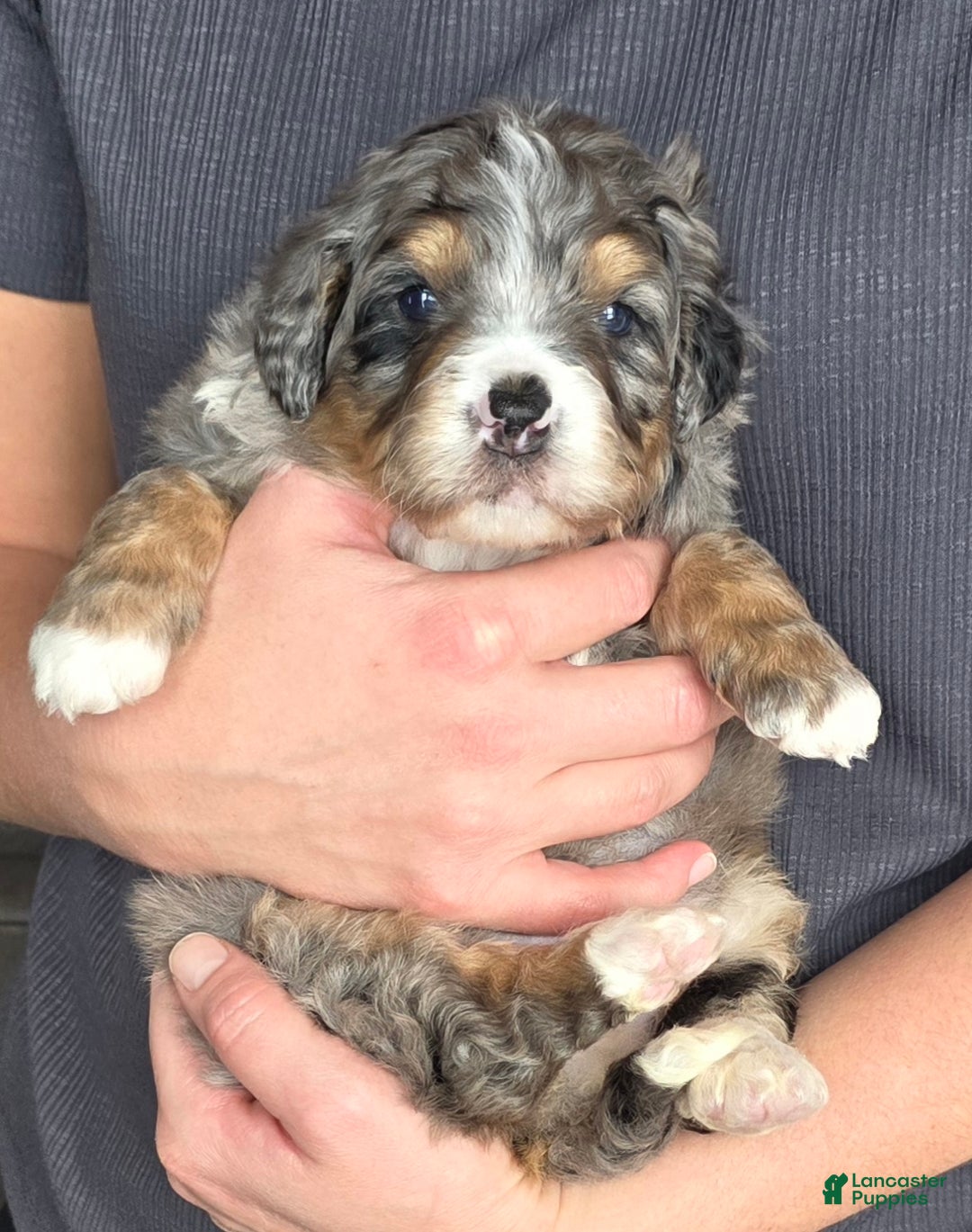 Mini Bernedoodle dogs for sale: Mini Louie - Ad 14