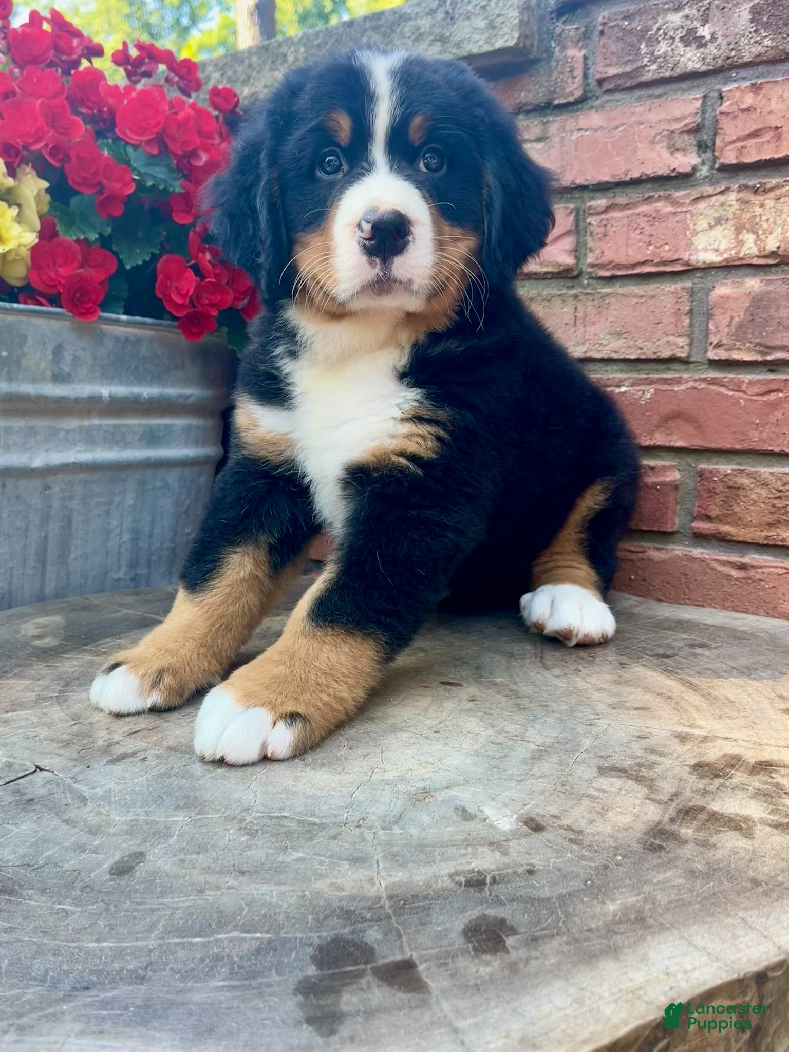 Bernese Mountain Dog dogs Callie - Ad 1