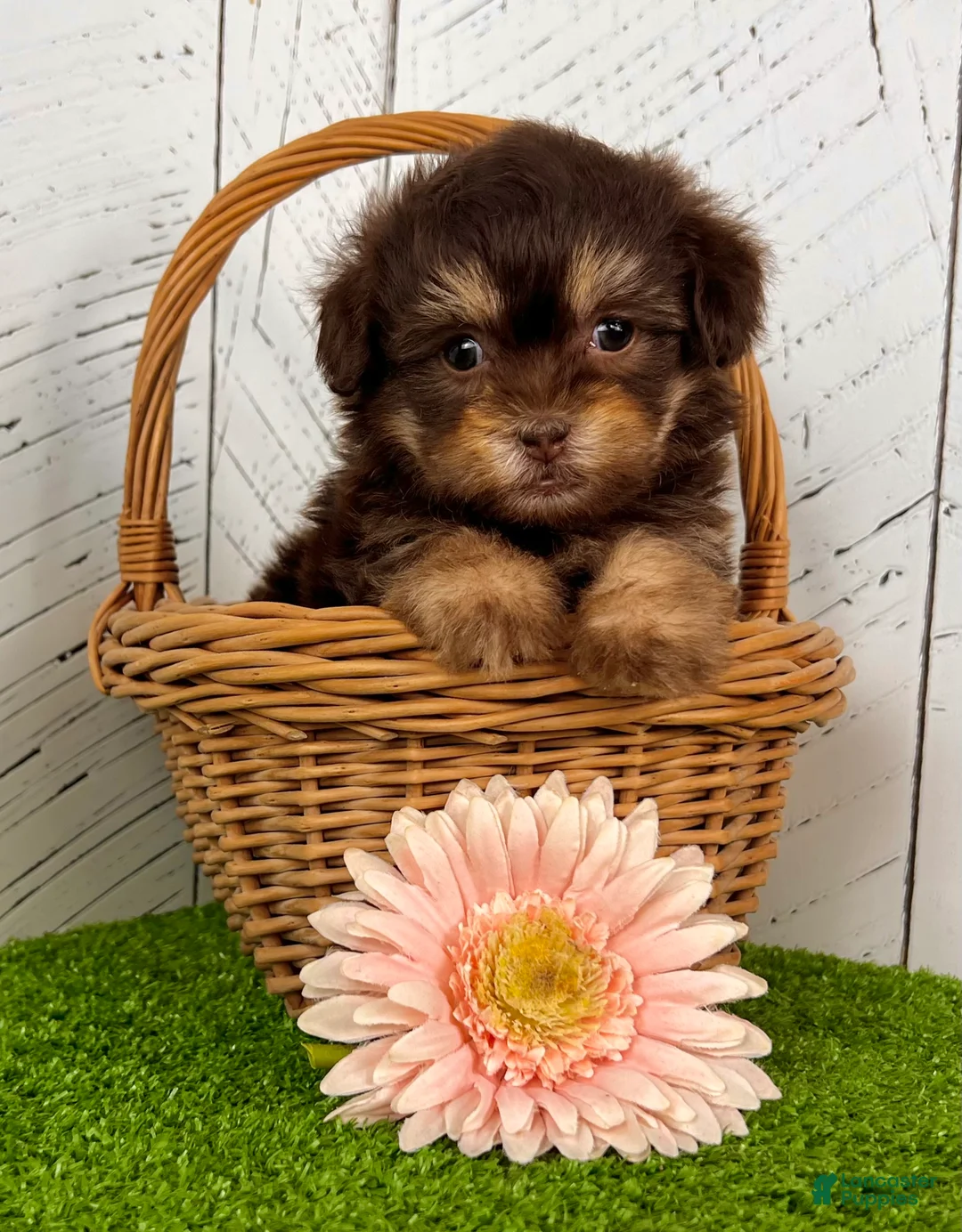 Havapoo dogs for sale: Muffin - Ad 3