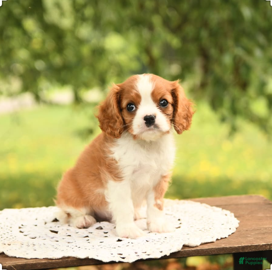 Cavalier King Charles Spaniel dogs Elliot - Ad 7