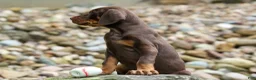 Doberman Pinscher dogs for sale: Gus 🐾 - Ad 12
