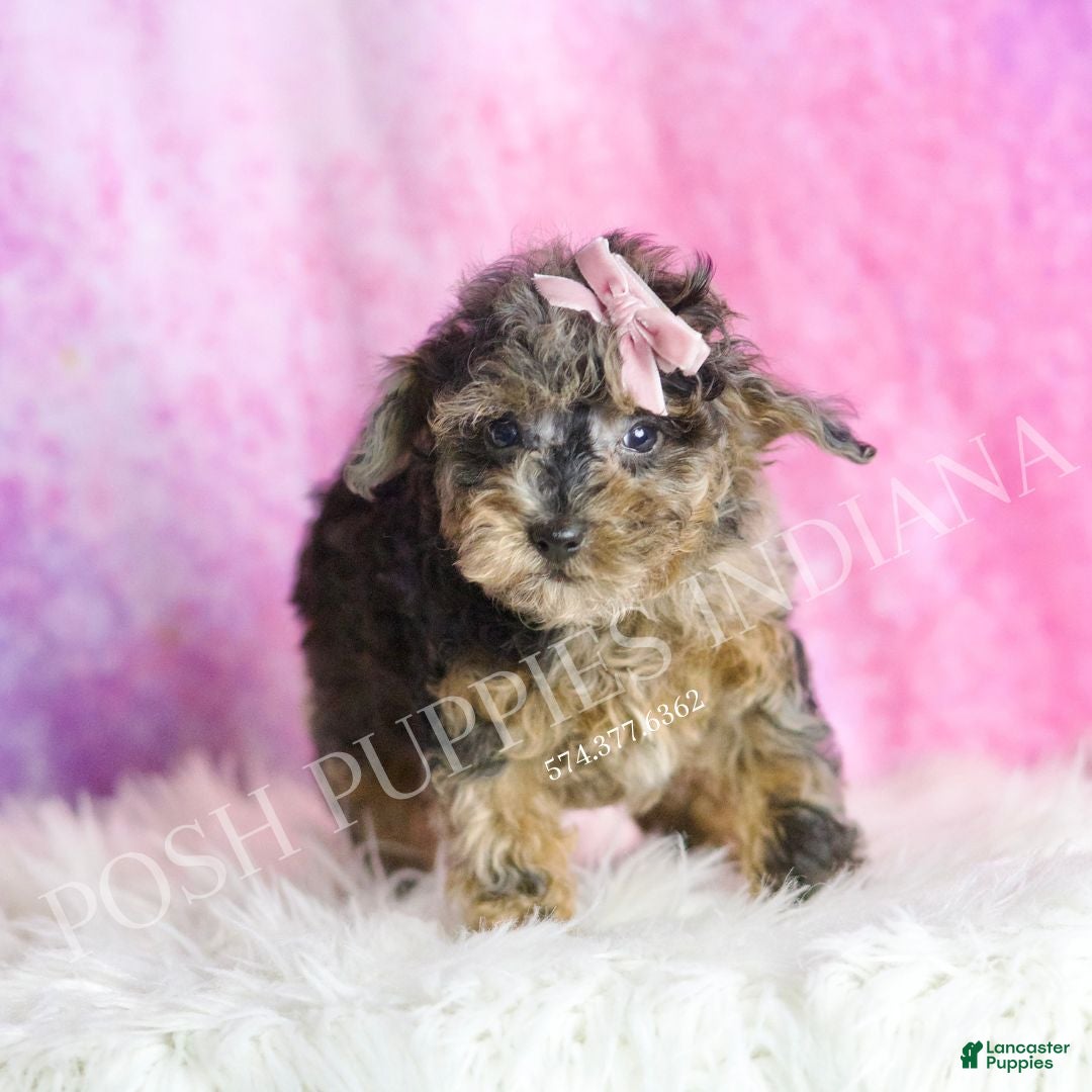 Toy Poodle dogs for sale: Tiana - Ad 5