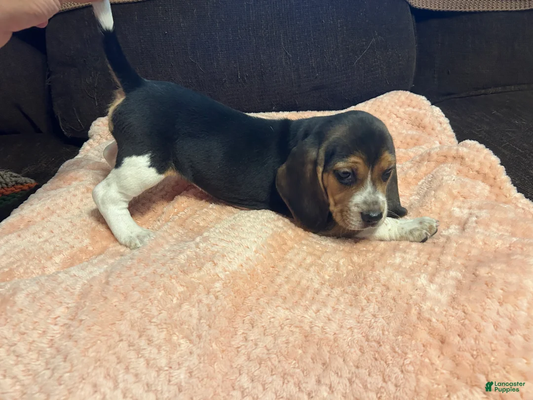 Beagle dogs for sale: Beagle 6 - Ad 2