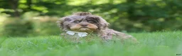 Cavapoo dogs for sale: Skipper - Ad 3