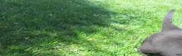 Labrador Retriever dogs for sale: Labrador Retriever Puppy 3 - Ad 15