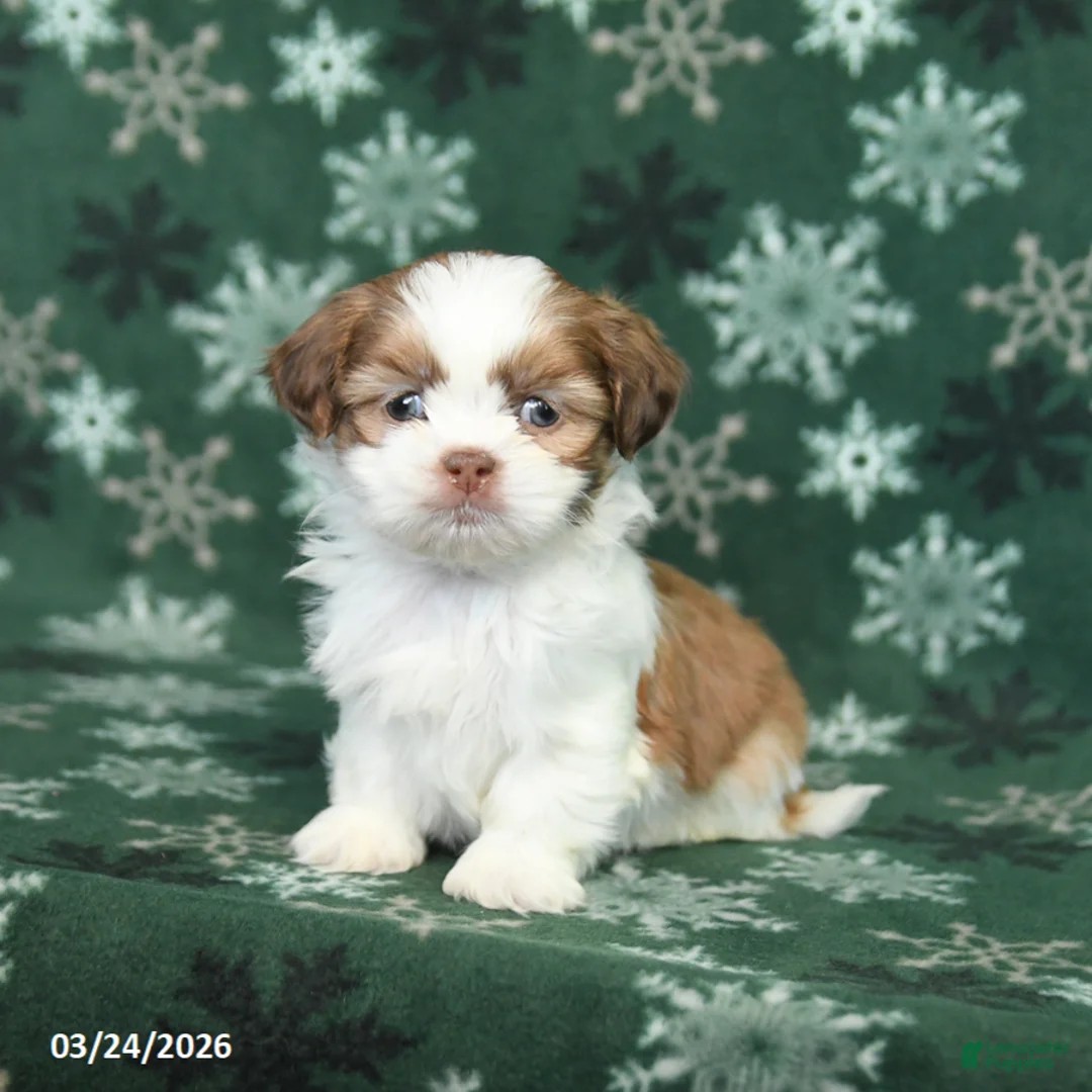 Shih Tzu dogs for sale: Twix - Ad 3
