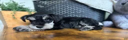 Miniature Schnauzer dogs for sale: Rocky - Ad 5
