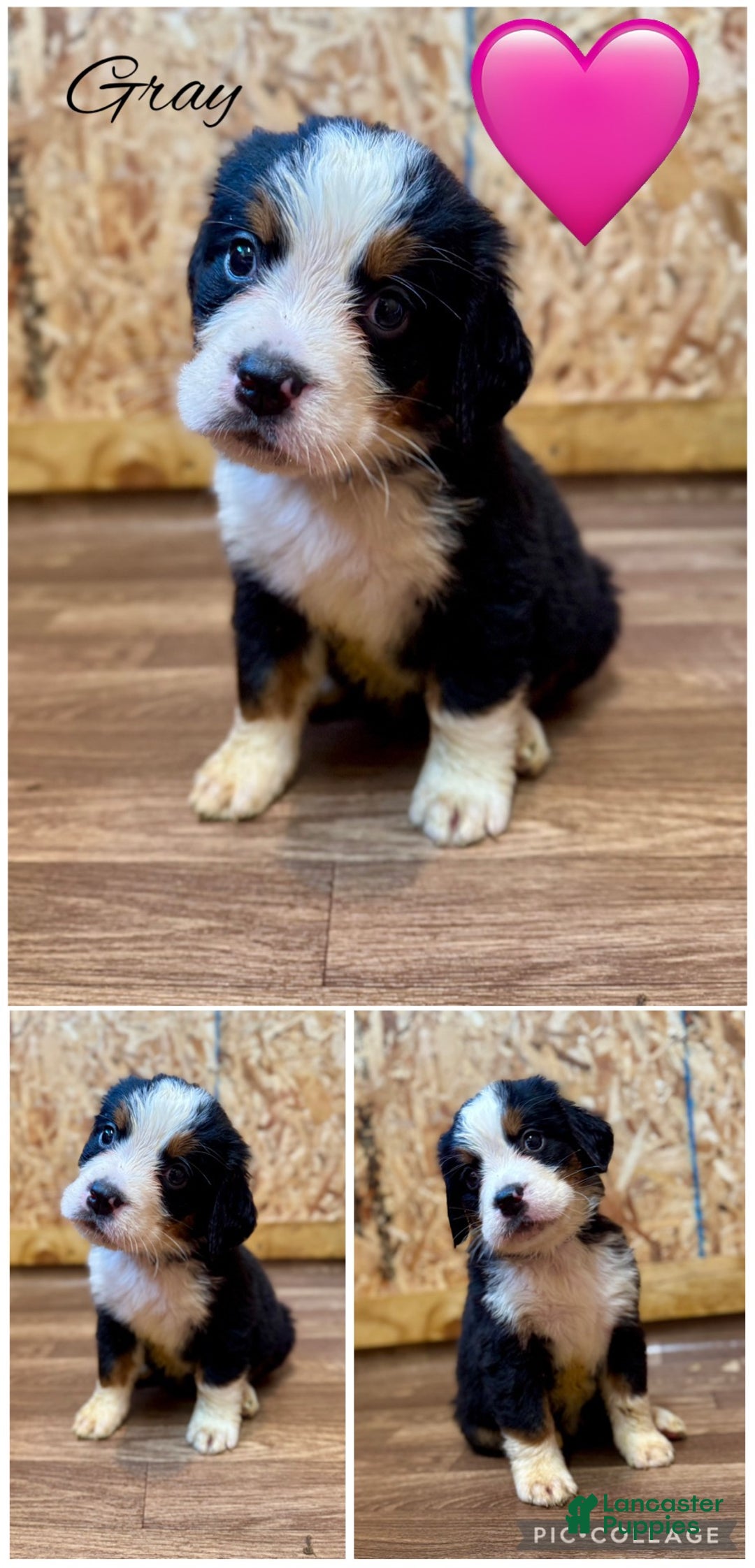 Bernese Mountain Dog dogs for sale: Lulu - Ad 2