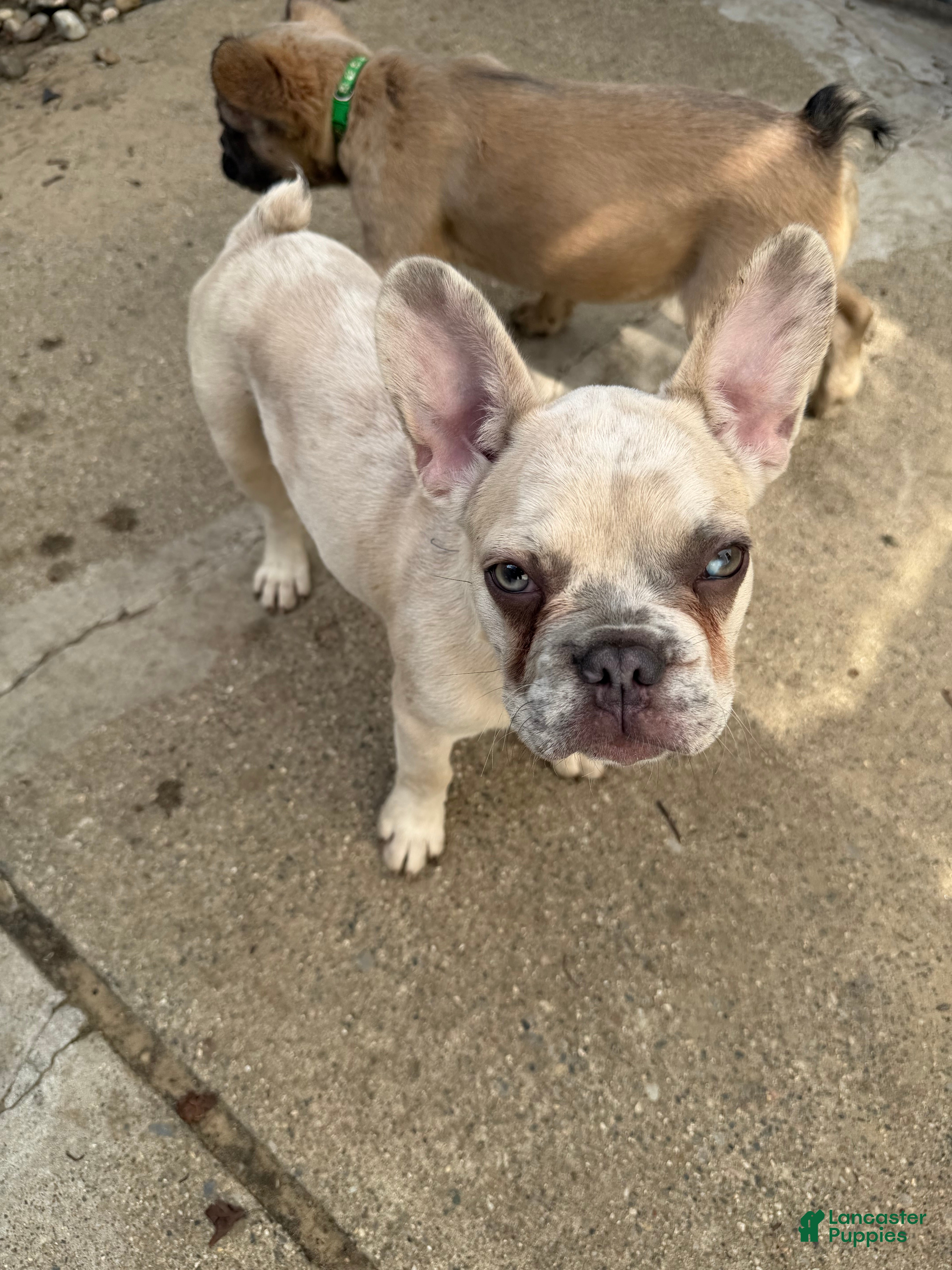 French Bulldog dogs for sale: Zeus - Ad 6