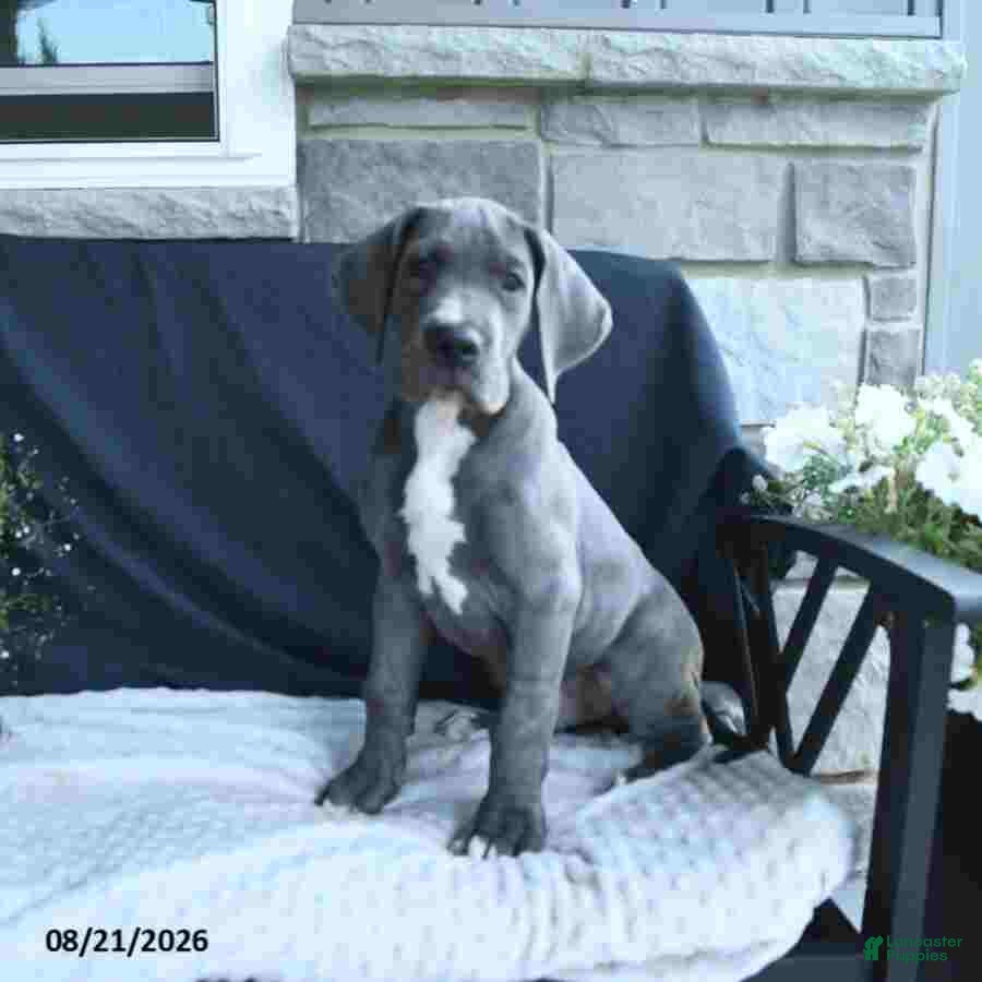Great Dane dogs Brody - Ad 1