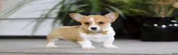 Welsh Corgi Pembroke dogs for sale: Fran - Ad 4