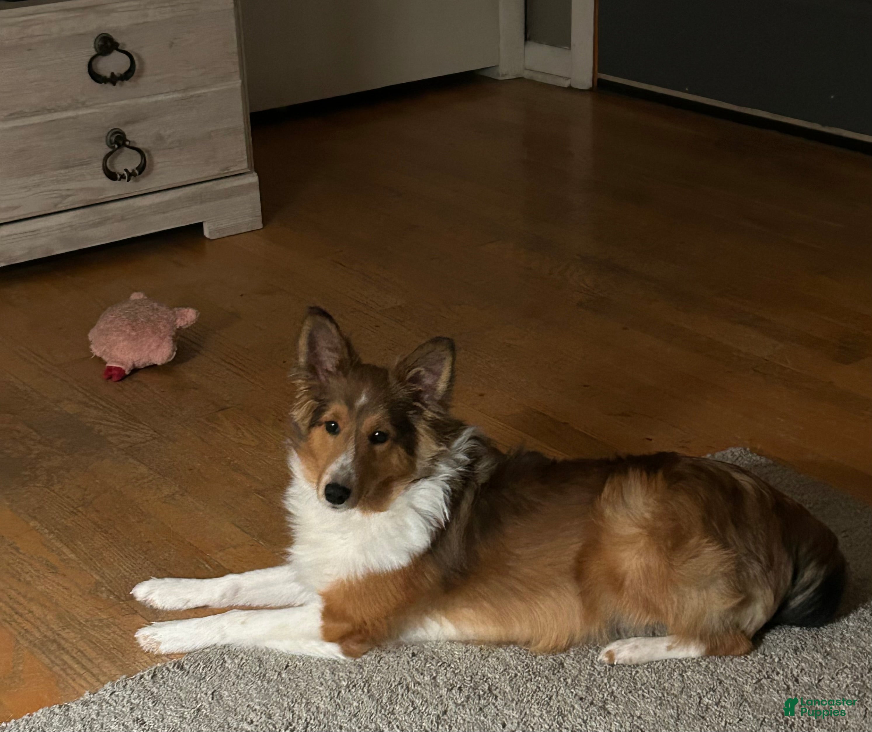 Shetland Sheepdog dogs Shetland Sheepdog Puppy 1 - Ad 17
