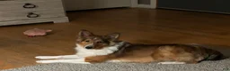 Shetland Sheepdog dogs for sale: Shetland Sheepdog Puppy 1 - Ad 1