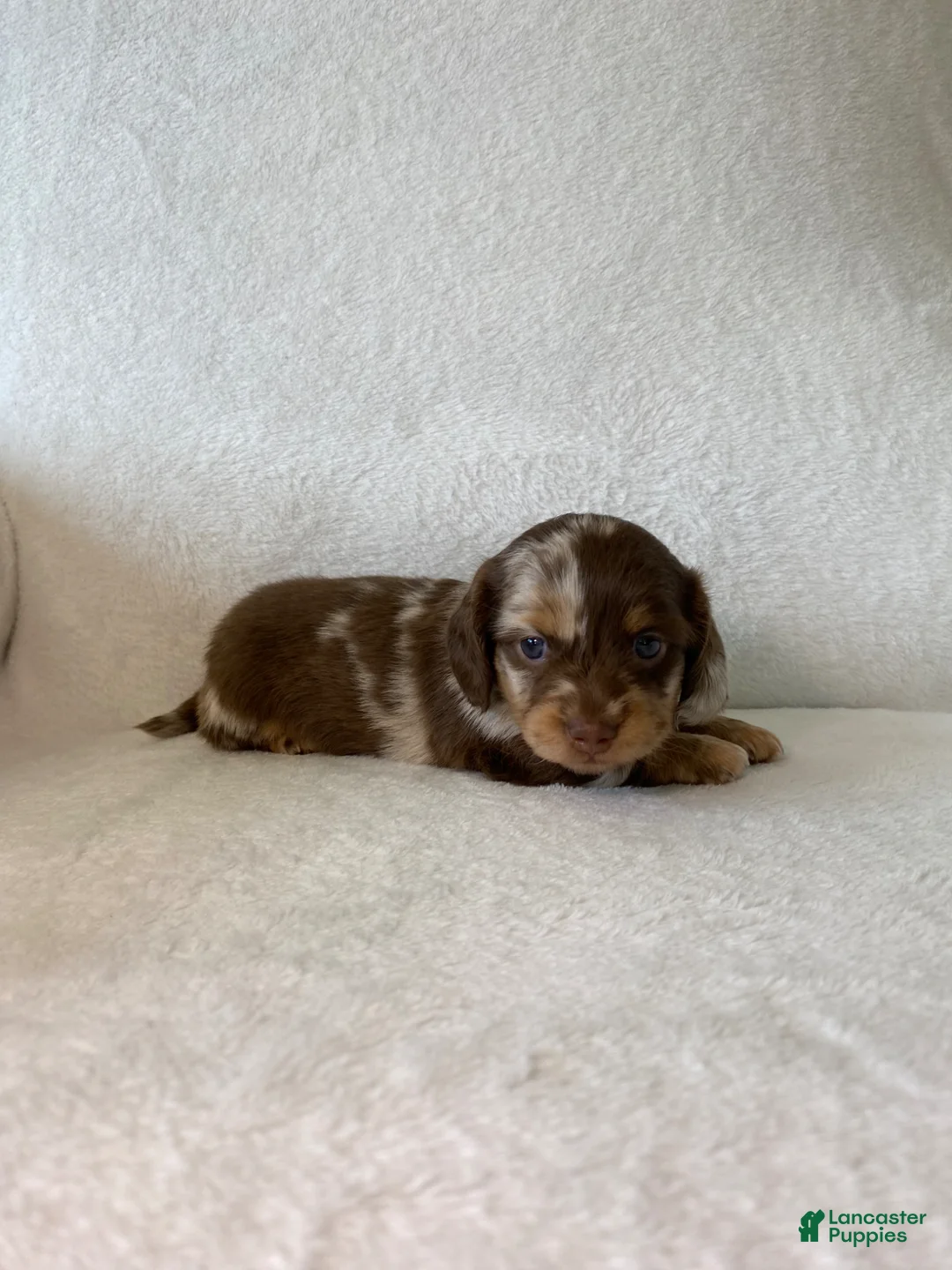 Miniature Dachshund dogs for sale: Miniature Dachshund Puppy 1 - Ad 5
