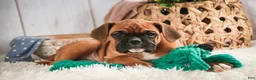 Boxer dogs for sale: Tracker - Ad 7