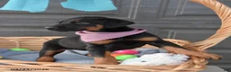 Doberman Pinscher dogs for sale: Mopsy - Ad 2
