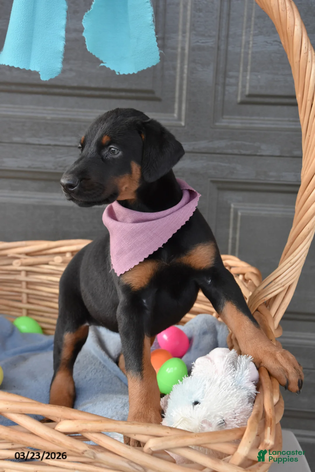 Doberman Pinscher dogs for sale: Mopsy - Ad 2