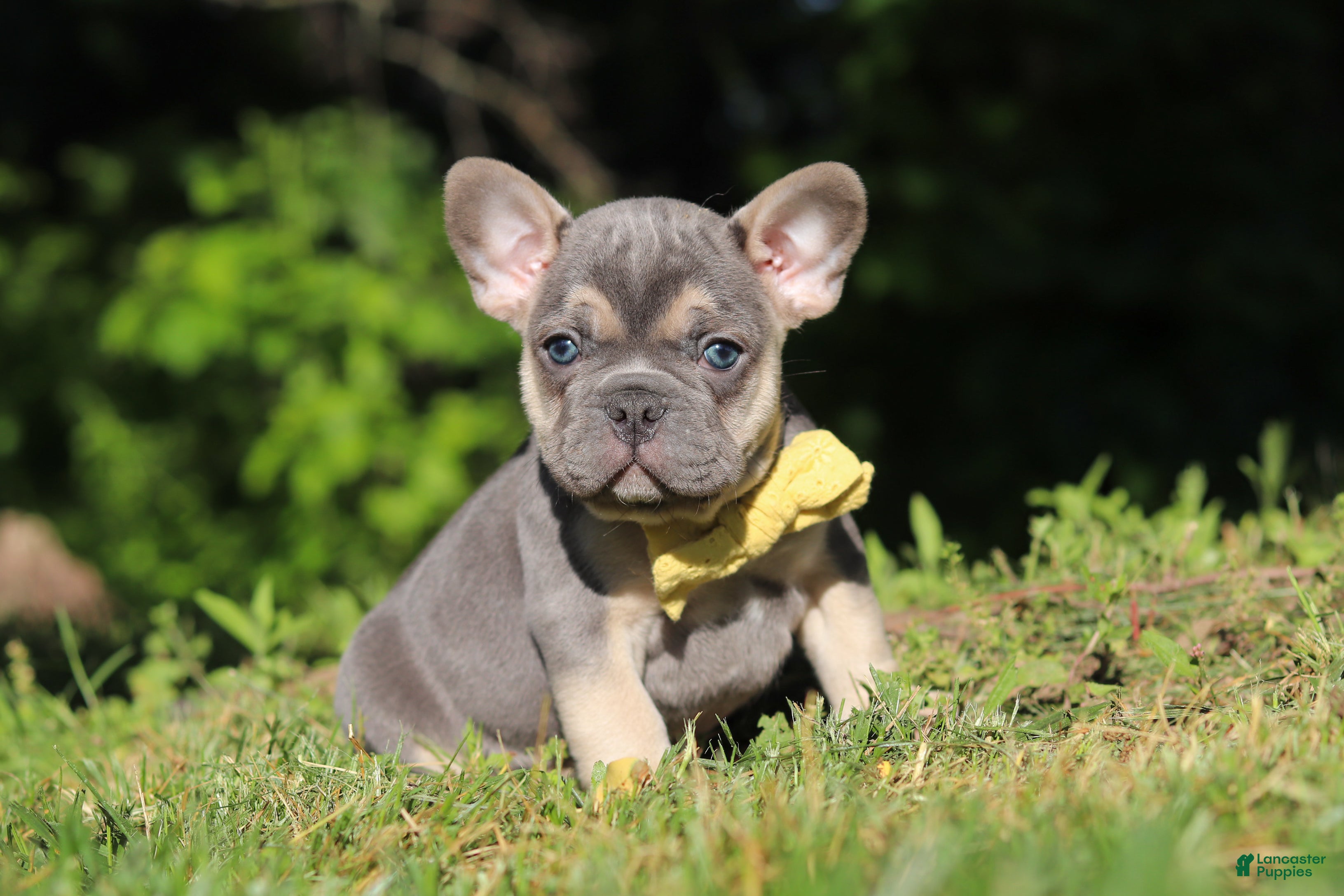 French Bulldog dogs for sale: Pete - Ad 9