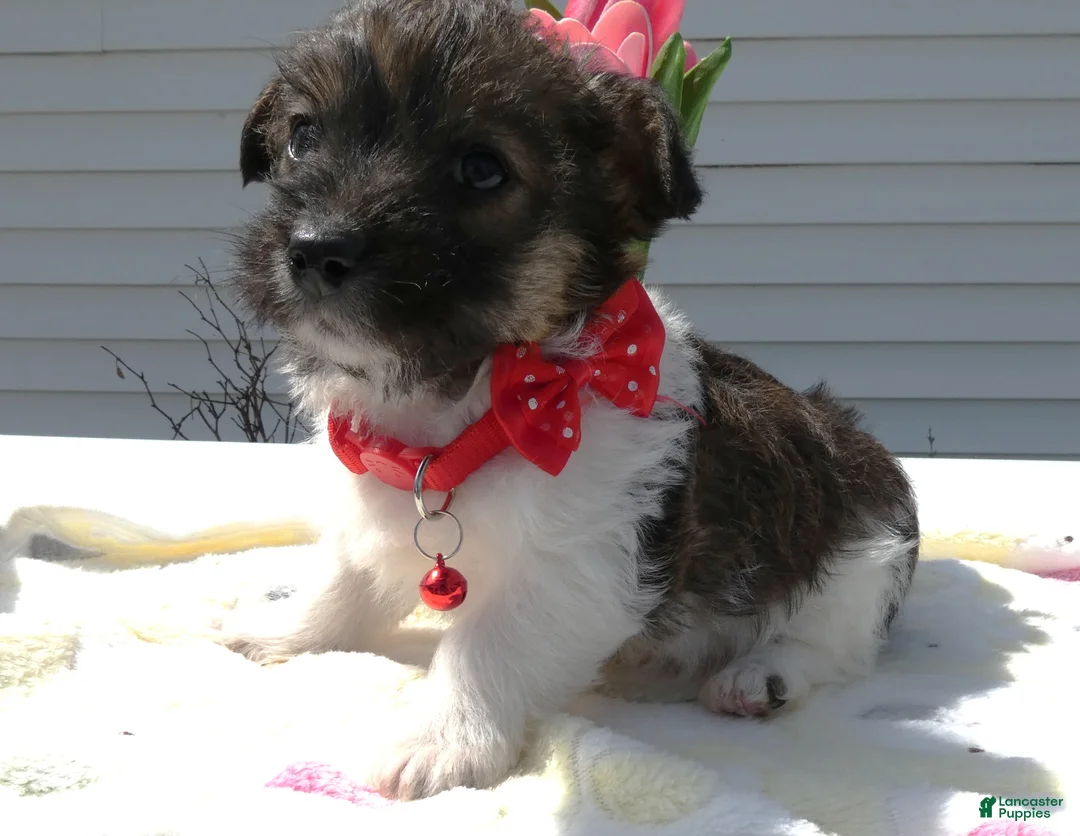 Maltipoo dogs for sale: Maltipoo Puppy 1 Prince - Ad 1