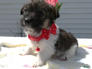 Maltipoo dogs Maltipoo Puppy 1 Prince - Ad 5