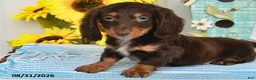 Miniature Dachshund dogs for sale: Dreamer - Ad 4