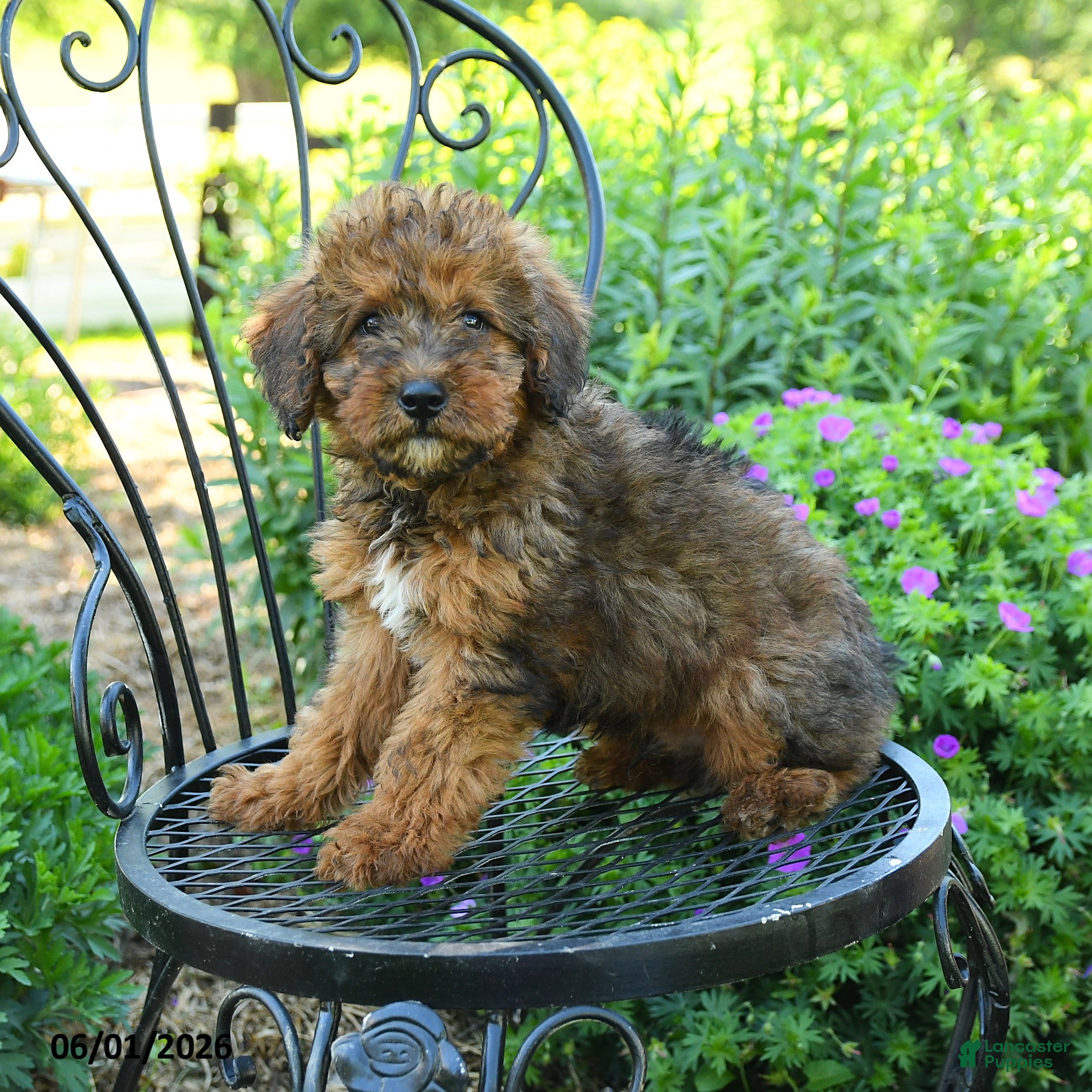 Mixed Breed dogs Payton - Ad 1