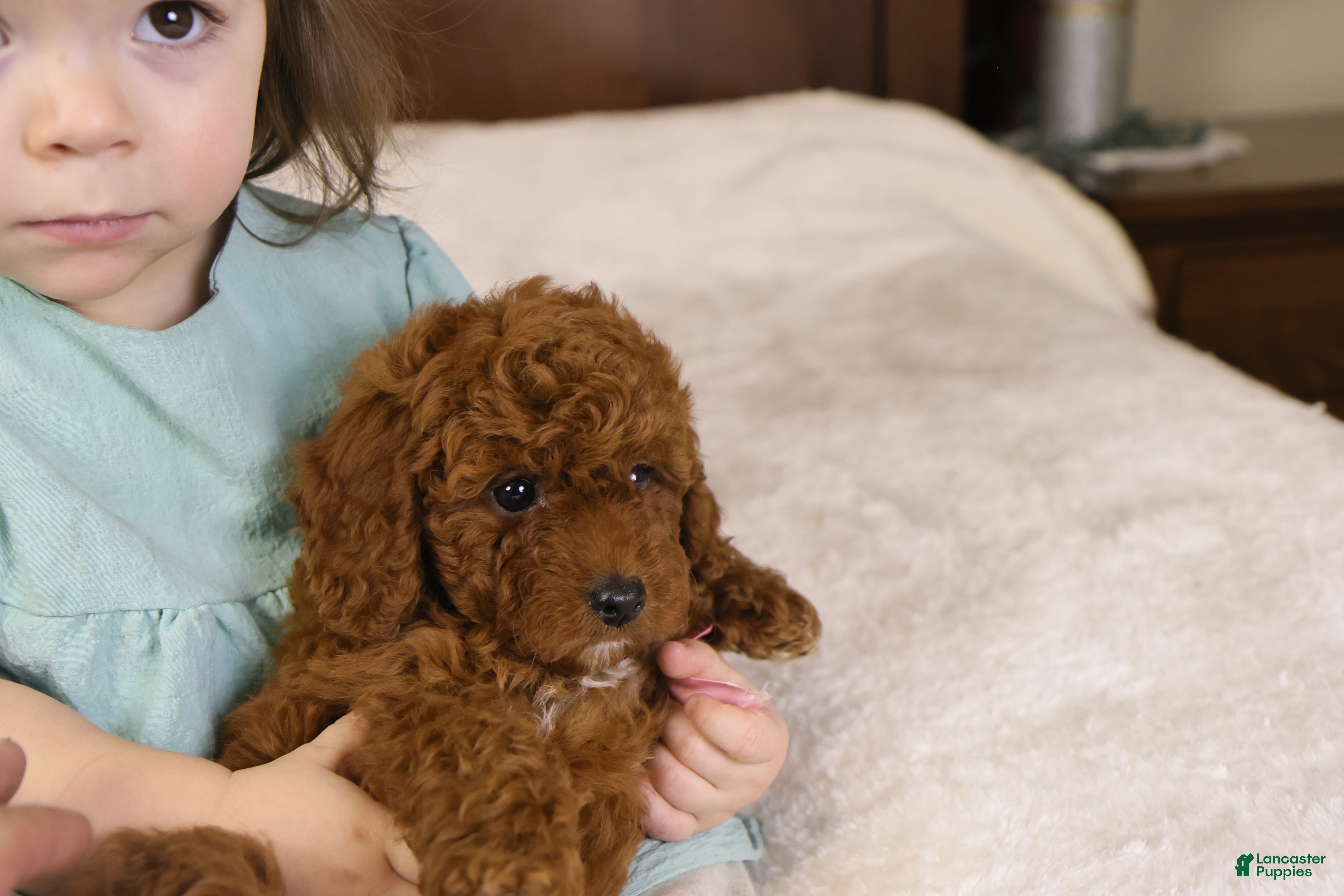 Goldendoodle dogs Natalie - Ad 2