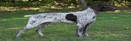 German Shorthaired Pointer dogs for sale: Ryder - Ad 7
