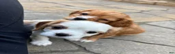 Cavalier King Charles Spaniel dogs for sale: Cavalier King Charles Spaniel Puppy 1 - Ad 3