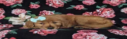 Golden Retriever dogs for sale: Sonia - Ad 4