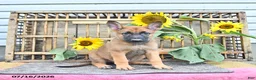 Mixed Breed dogs for sale: Archie - Ad 4