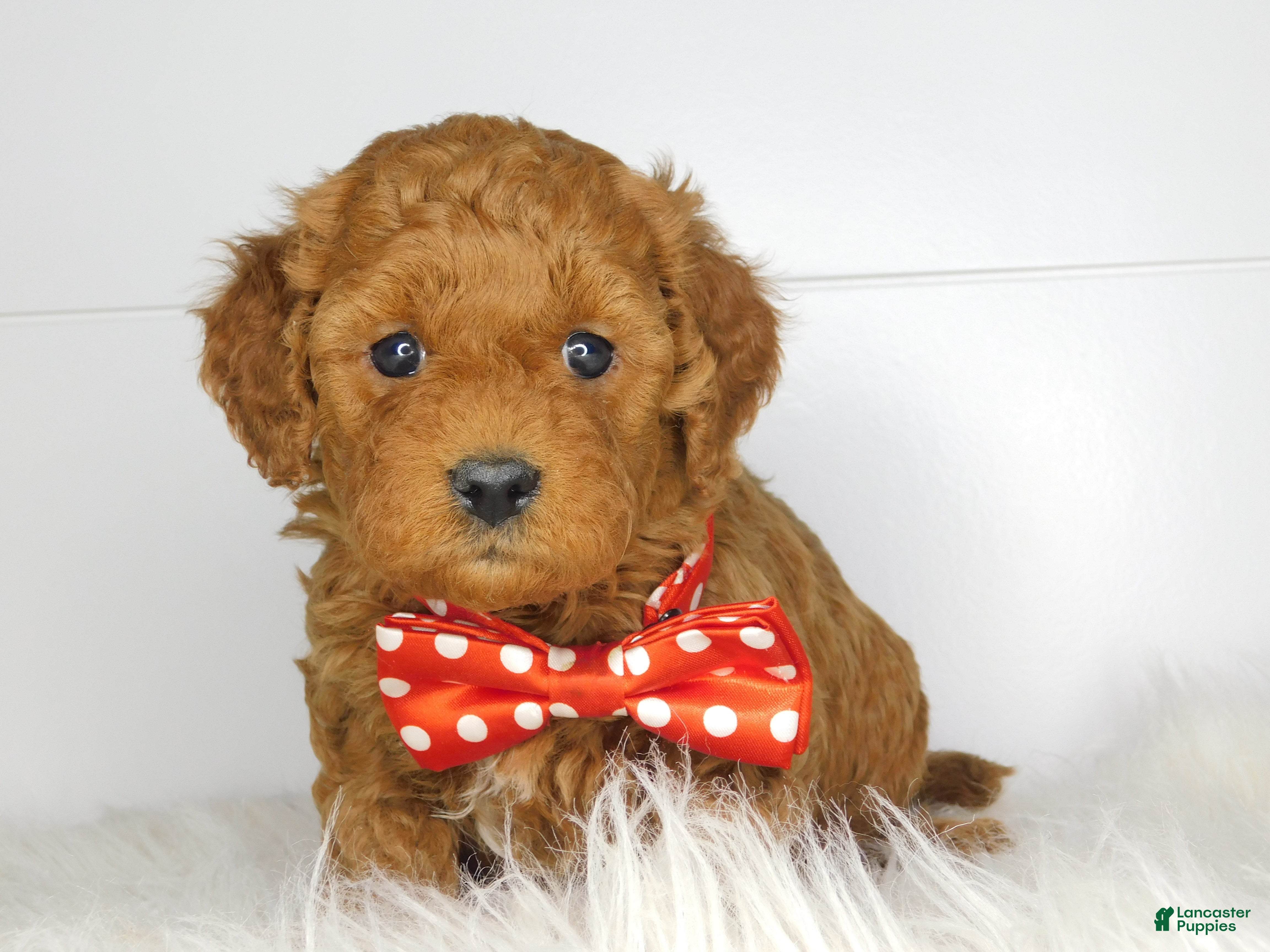 Cavapoo dogs Chip  - Ad 33