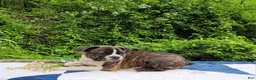 Frenchton dogs for sale: Pepsi - Ad 5