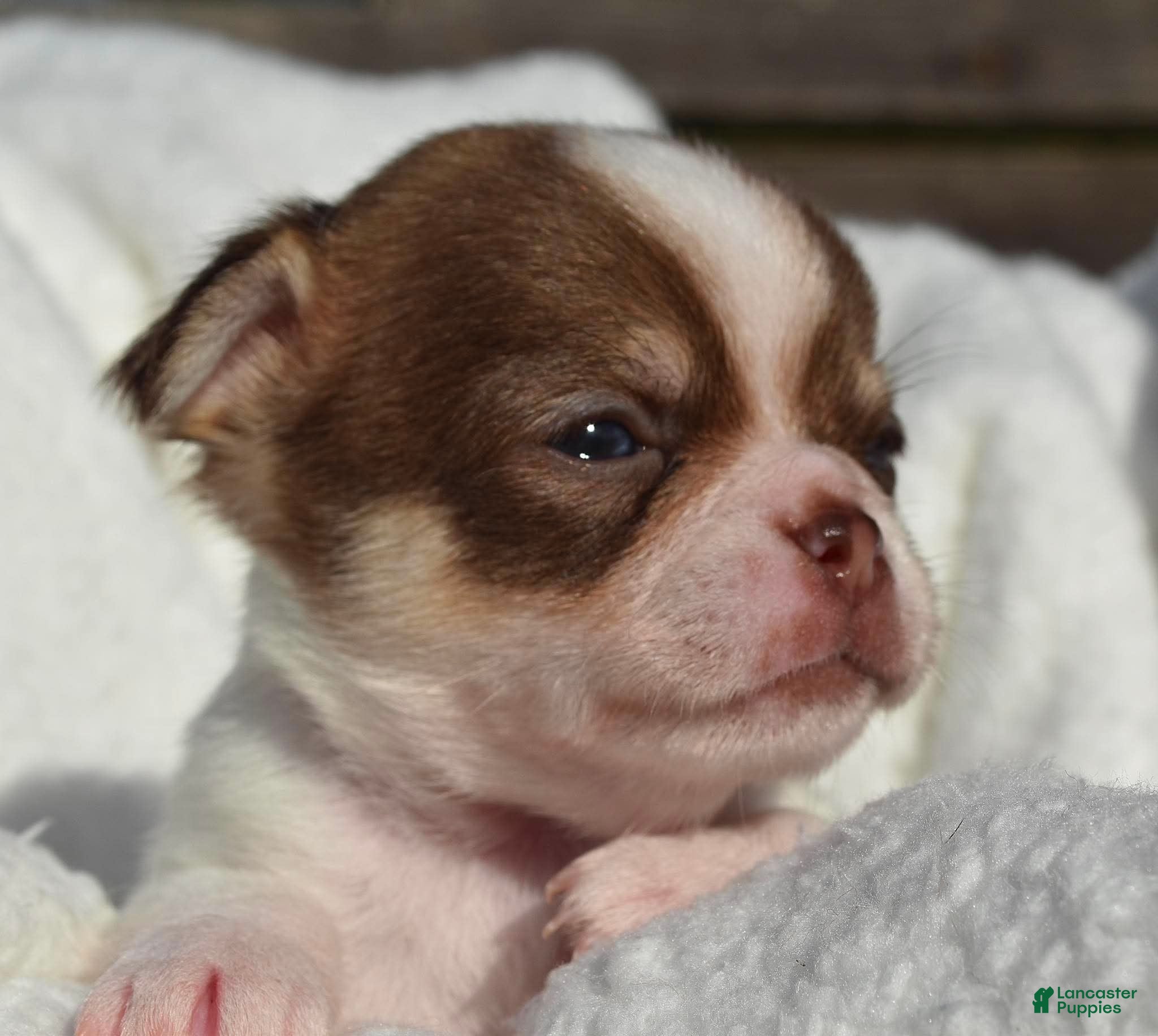 Chihuahua dogs Billy - Ad 7