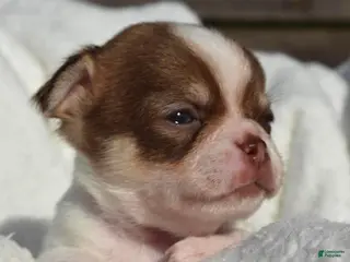 Chihuahua dogs Billy - Ad 7