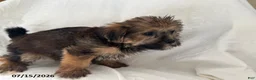 Shorkie dogs for sale: Elmer - Ad 3