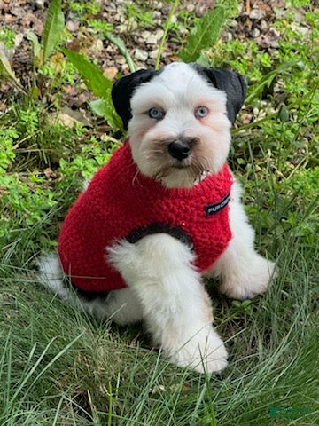 Schnauzer dogs Bandit - Ad 2